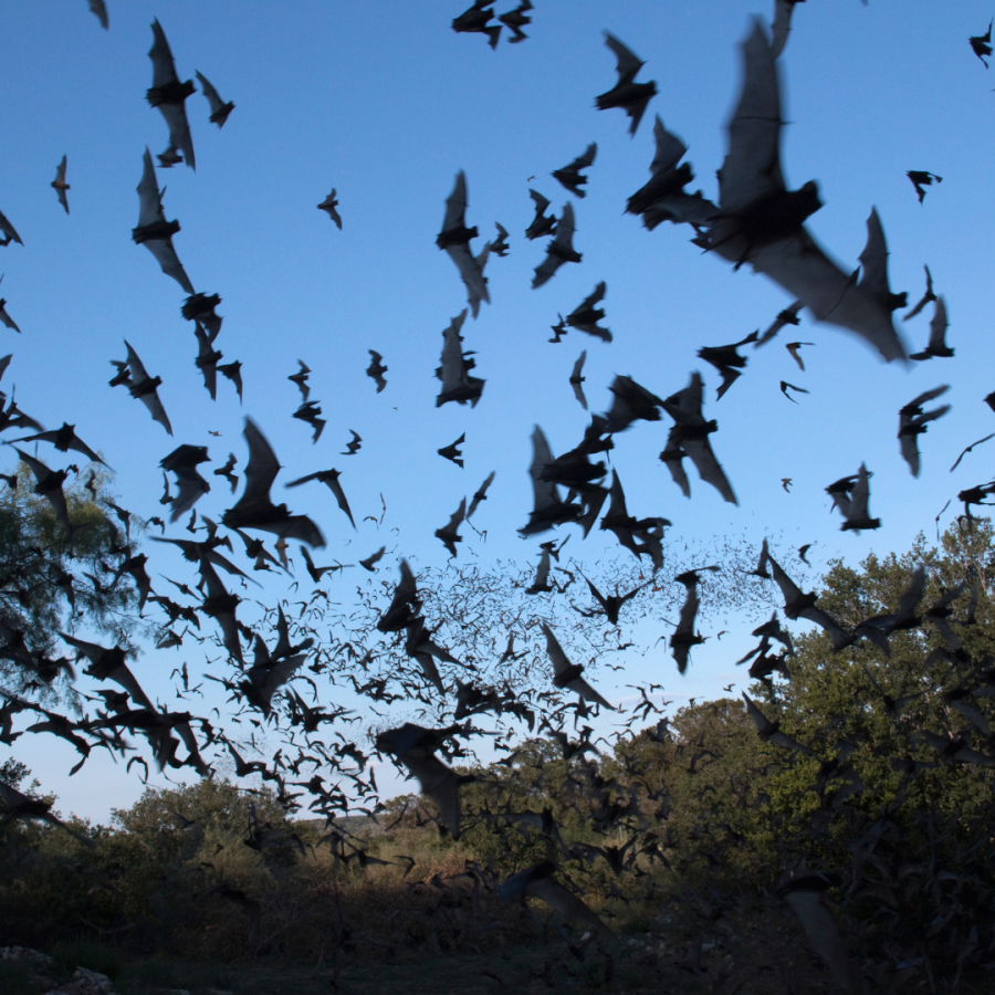 Bat colony flying through Texas sky.