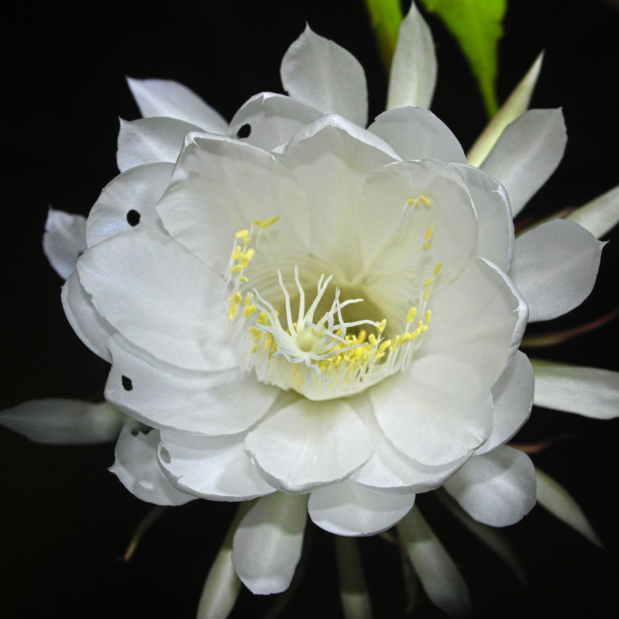 Queen of the Night Flower