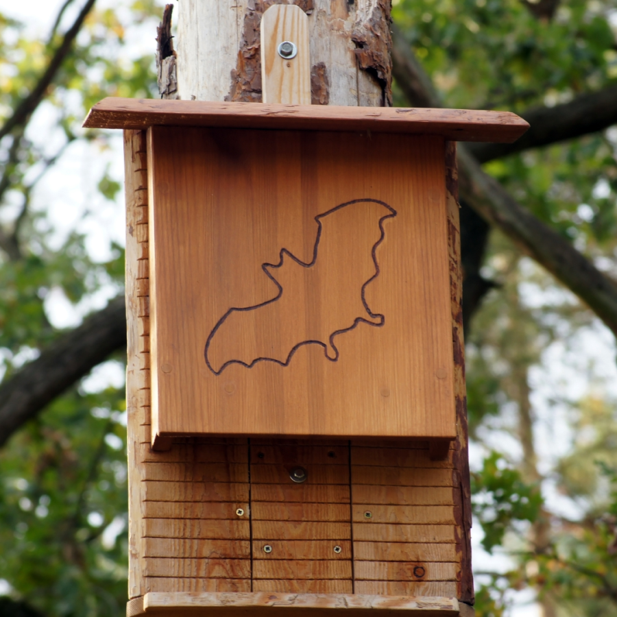 Bat box attached to a tree.