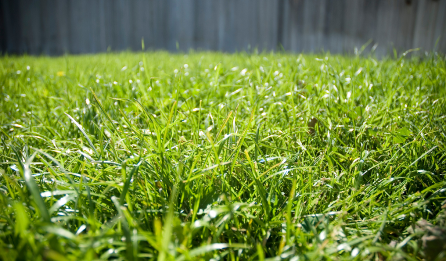 Tall grass
