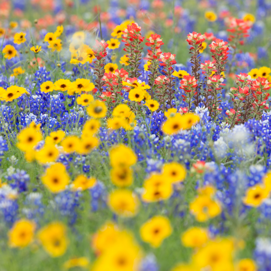 field with Texas wildflowers 