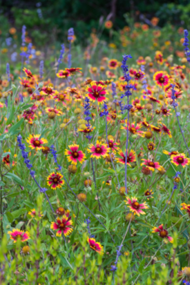 fields of flower