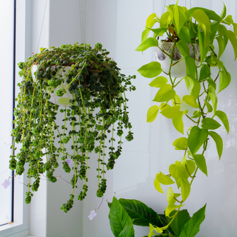Plants hanging in bathroom.