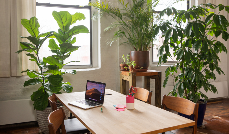 Houseplants in a dining room