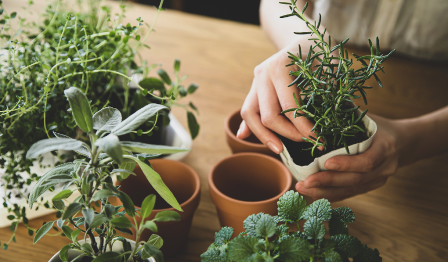 Someone potting herbs