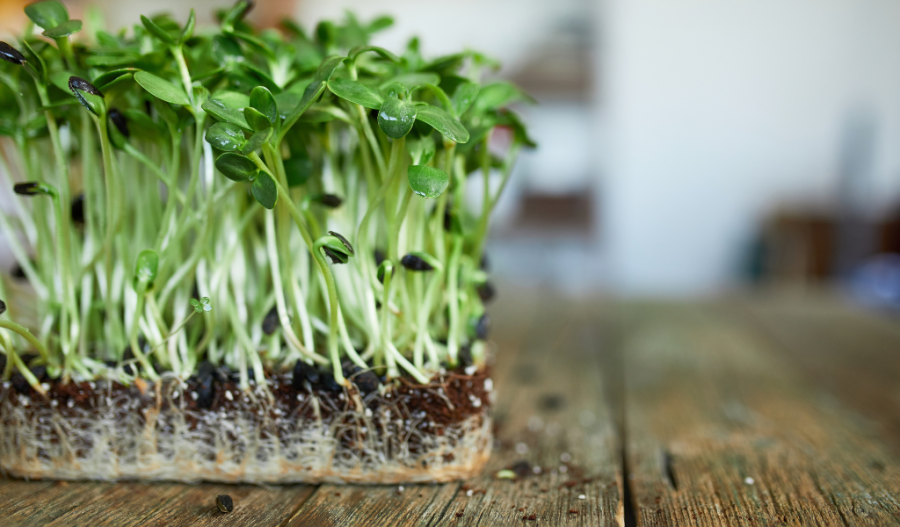Microgreens