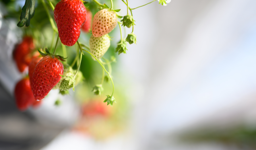 Strawberries