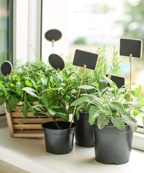 Growing herbs in a windowsill