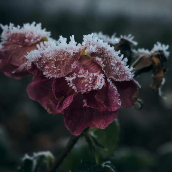 Rose covered with frost