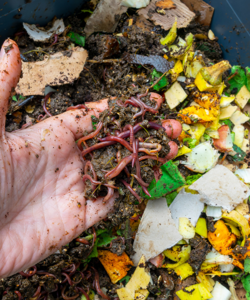 Worms in a worm compost bin.