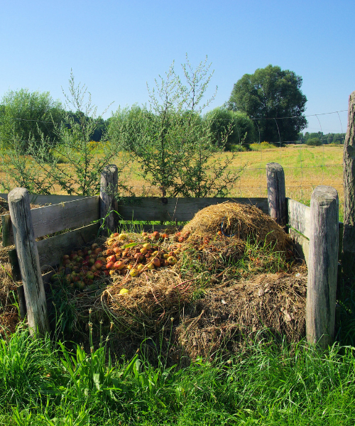 Compost pile.