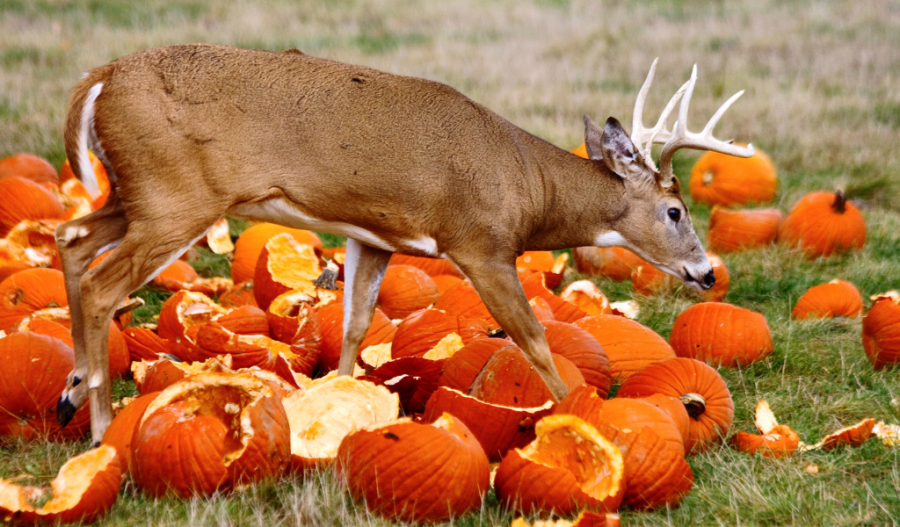Wild deer eating pumpkins in a field.