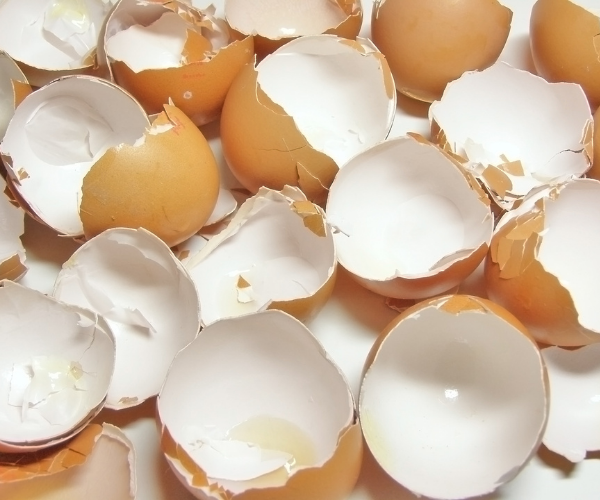 Eggshell halves.