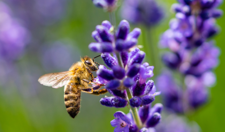 Bee pollinating a bluebonnet
