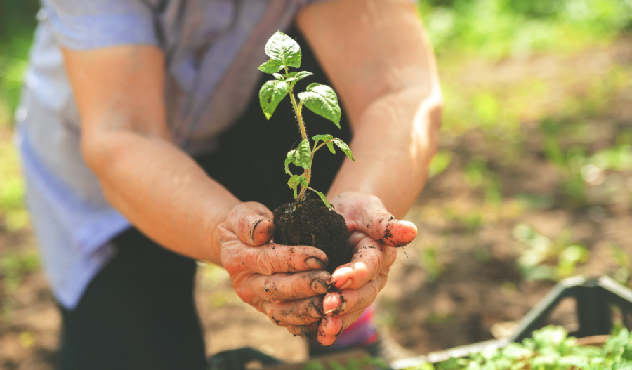 Someone planting a seedling