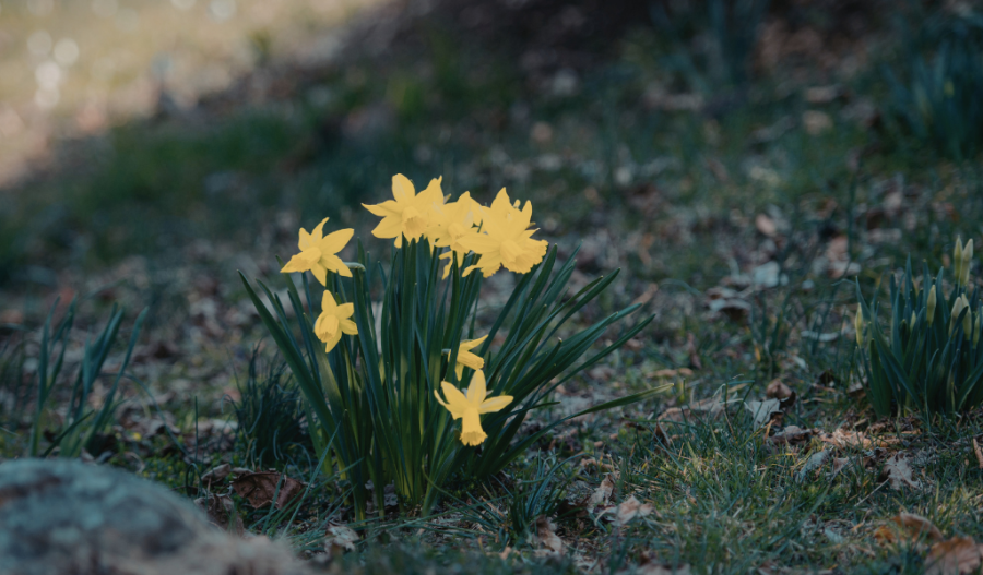 Wildflowers growing in dirt