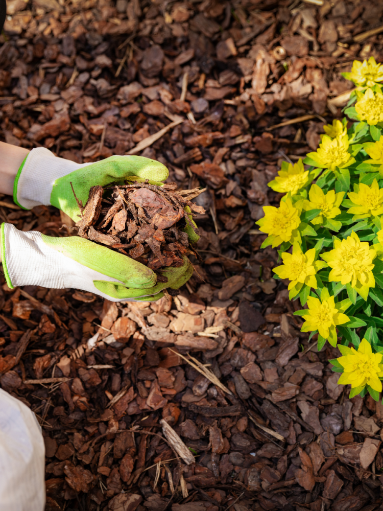 Person wearing gloves and holding mulch.