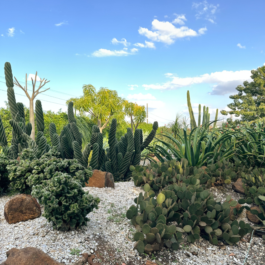 A xeriscape garden with multiple plants.