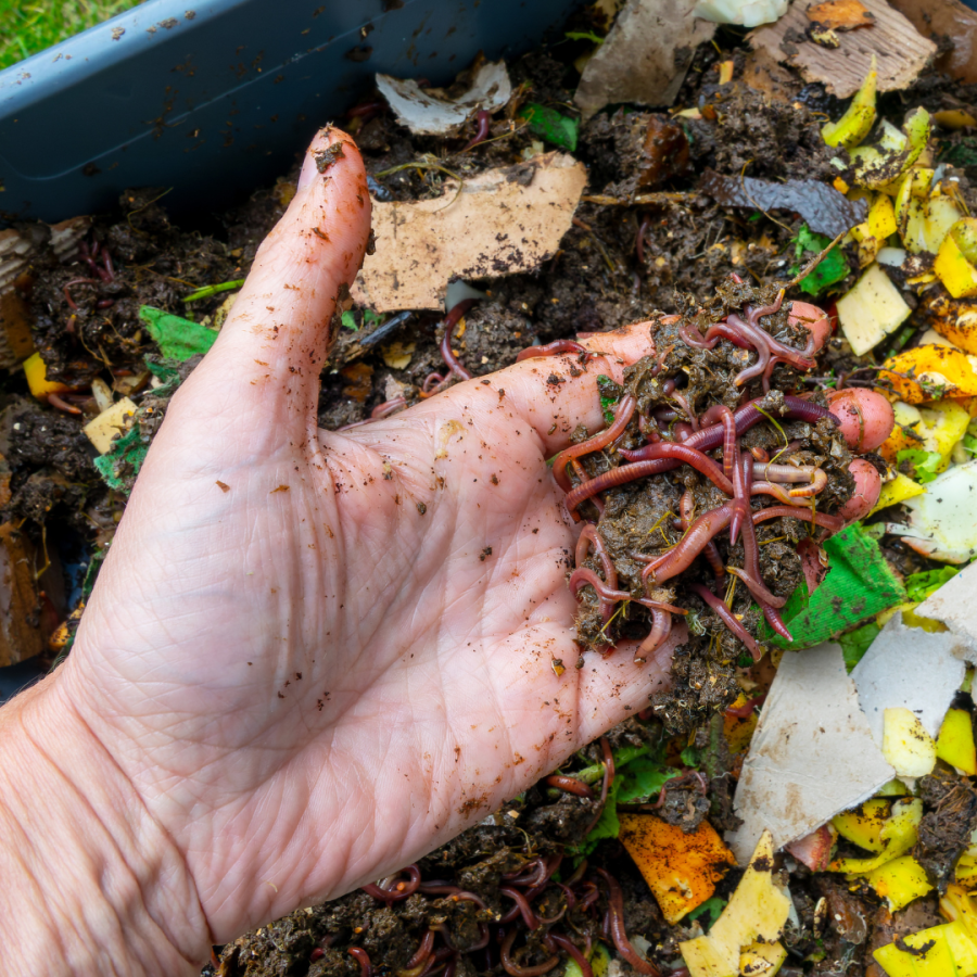 A full compost bin with worms and vegetable scraps. 