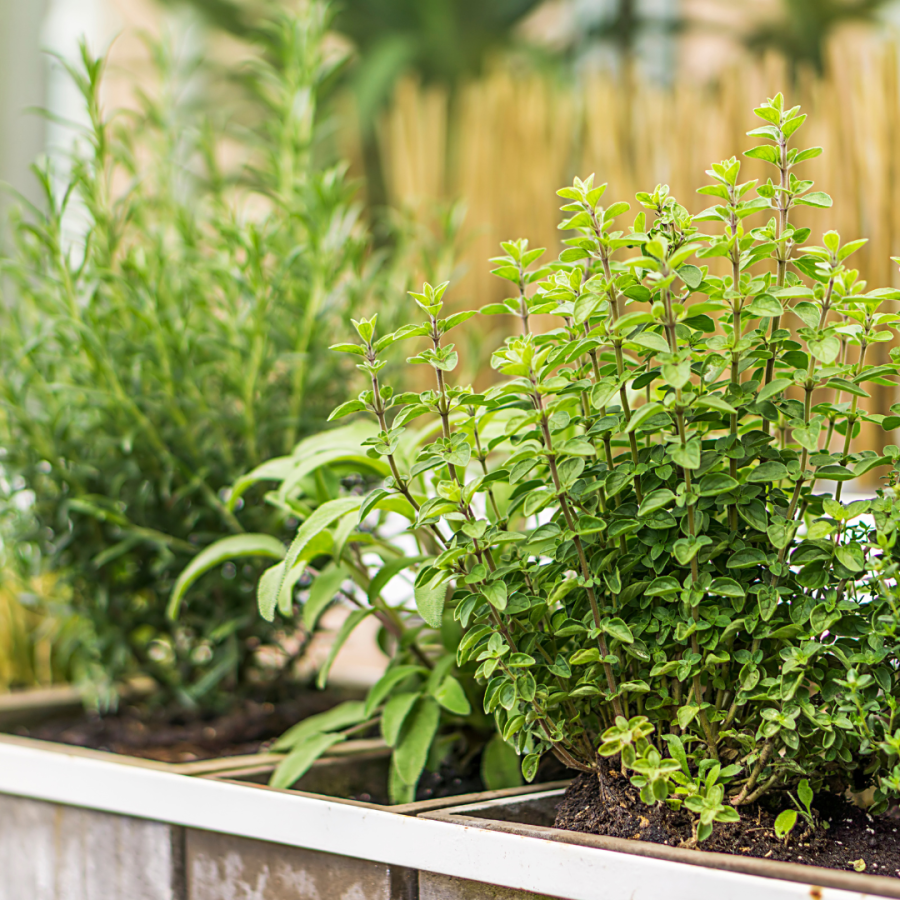 A raised garden bed gull of green herbs. 