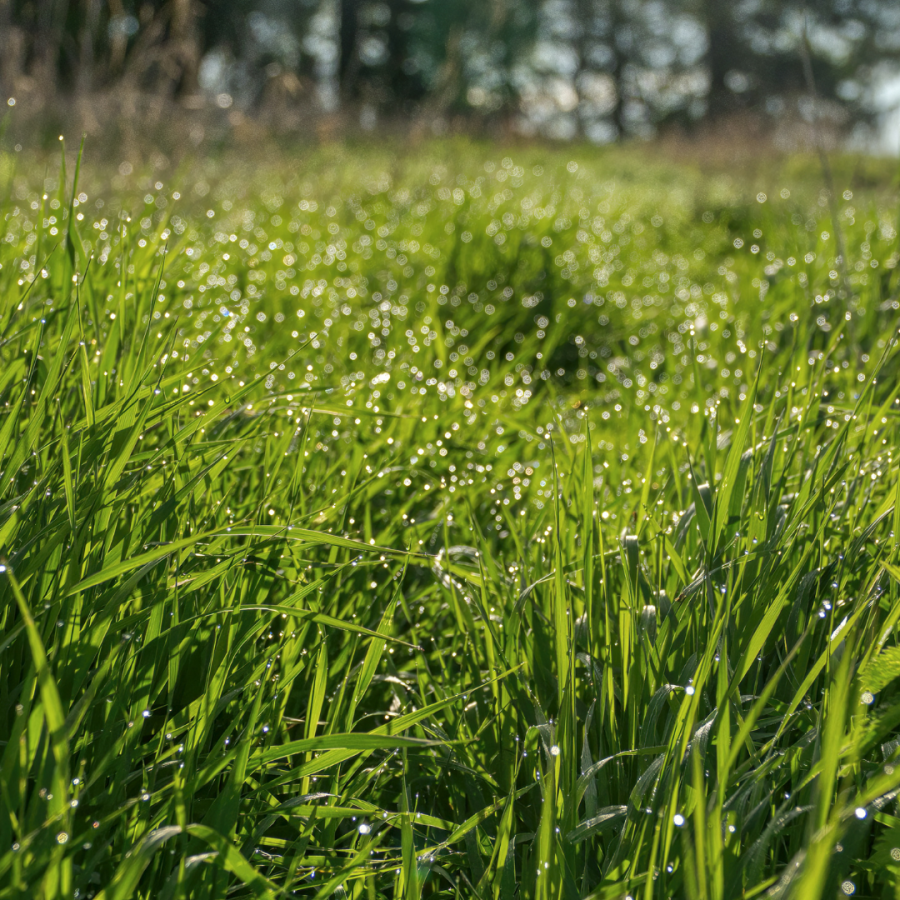 A backyard full of invasive grass. 