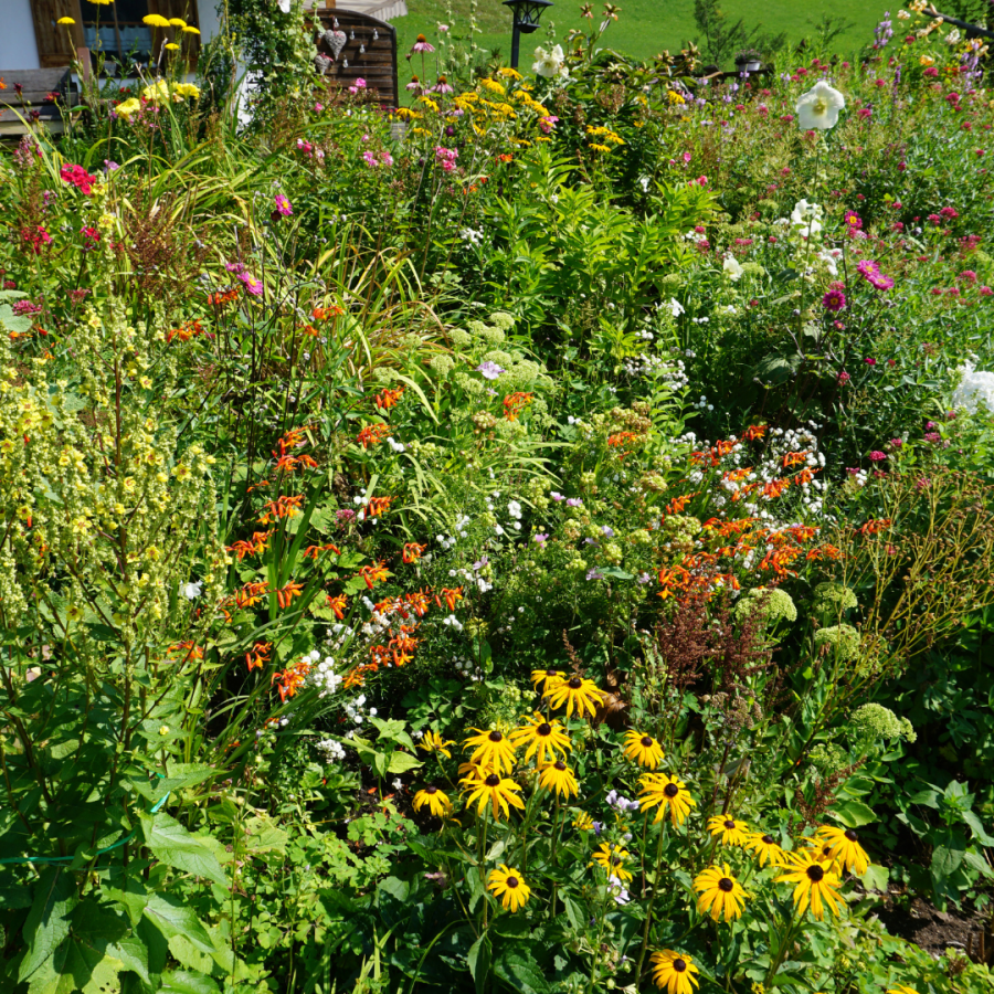 A lush garden full of pollinator plants. 