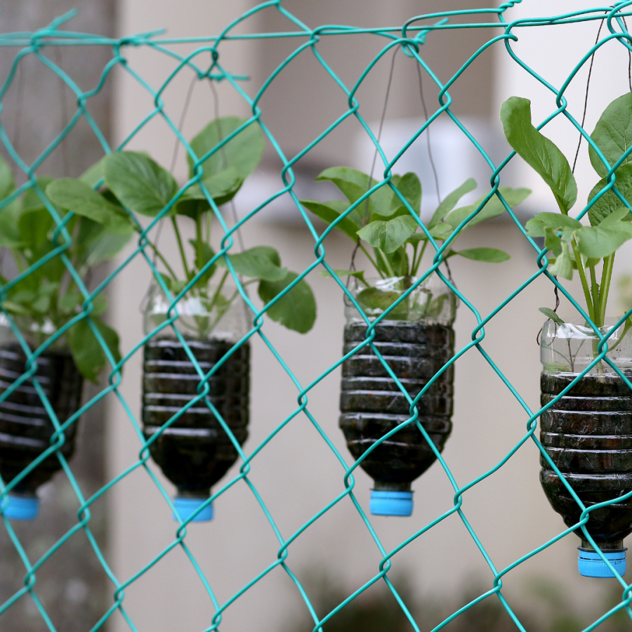 Plastic water bottles used as planters for a garden. 