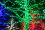 trees decorated with green, blue, and red lights