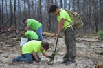 Scouts planting a pine tree in bare ground