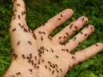 Ants crawling on hand