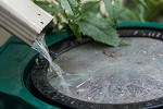 Rain barrel collecting water from spout