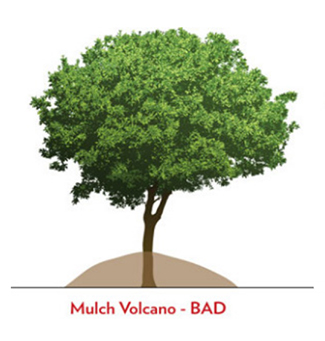 improper tree volcano mulching technique diagram
